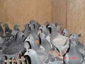 pigeonneaux 2010