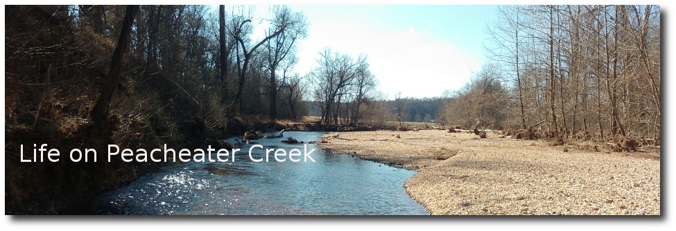 Life on Peacheater Creek