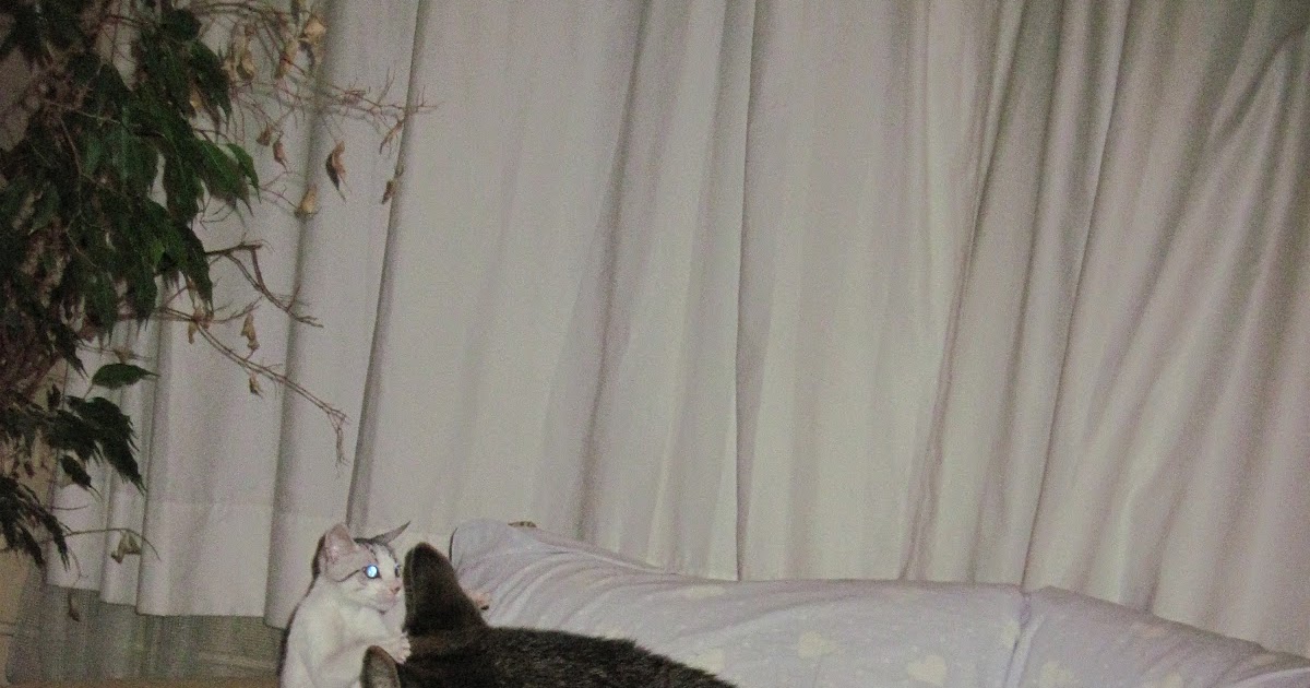 dokuz canlı kedi Ateş Kaptan�ın Seyir Defteri 3