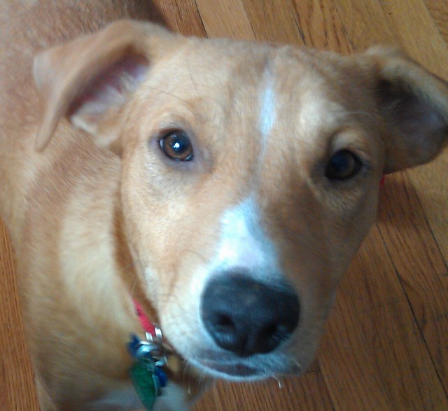 pitbull mix golden retriever bernese husky breeds picture pitbull mix golden retriever bernese husky breeds picture