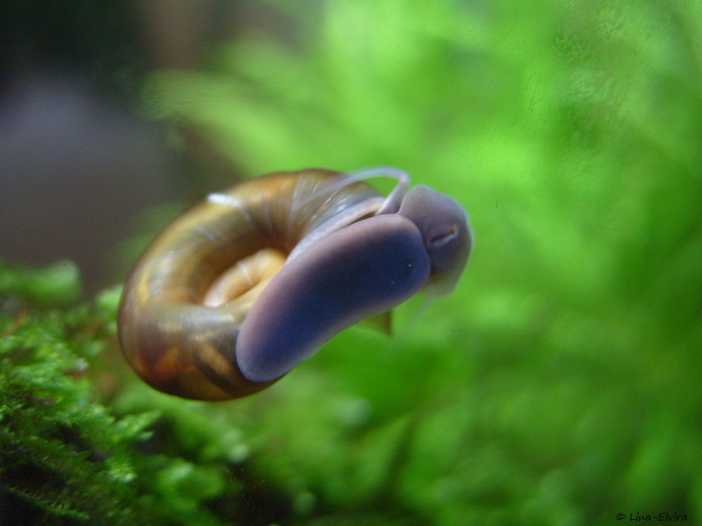 The Shrimp Diaries Black Ramshorn Snail