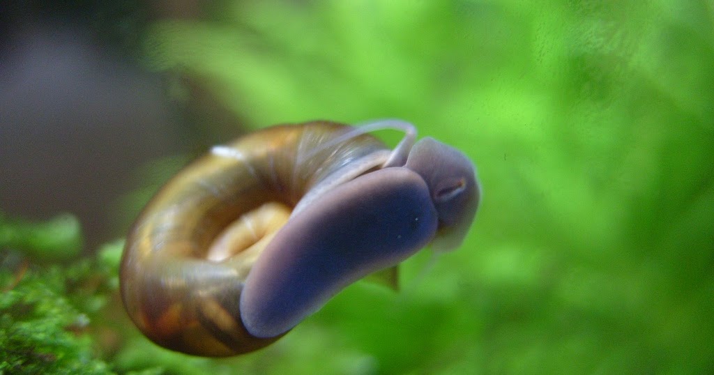 ramshorn-snails.jpg
