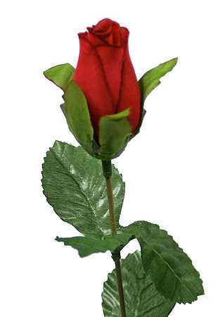 Single burgundy rose