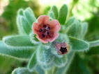 Cynoglossum officinale