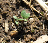 Garden 5-1-11