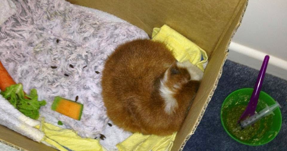 All Things Guinea Pig Heat Stroke