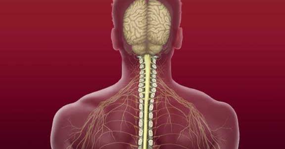 Spinal cord: Spinal Cord