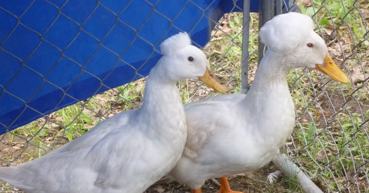 Seven Acre Ranch Crested Ducks