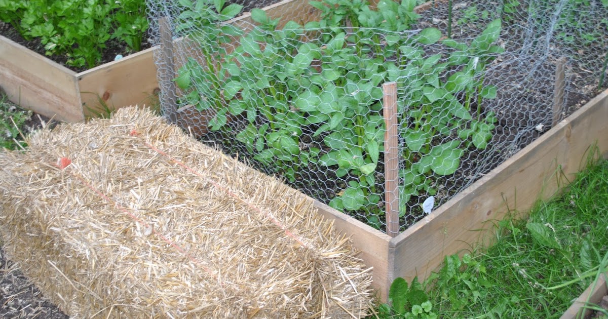The Minnesota Garden Girl Potato Hilling with Straw