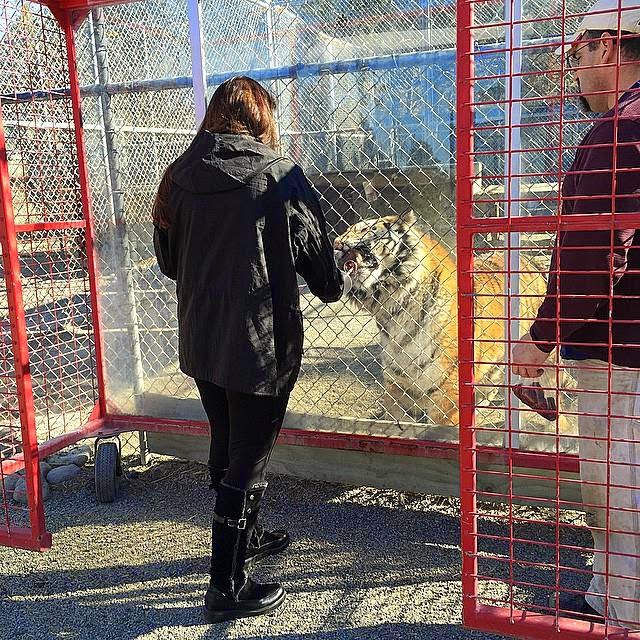 Rena Jones Cat Tales Zoo