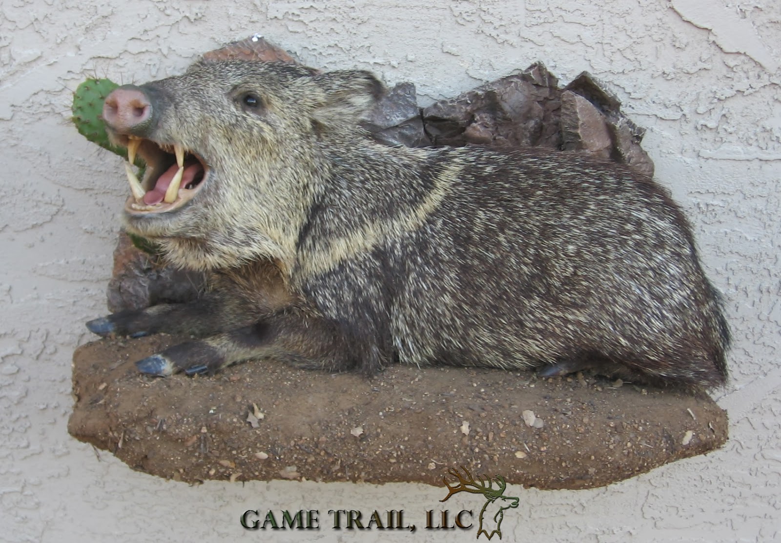 Game Trail Taxidermy It's Javelina season!