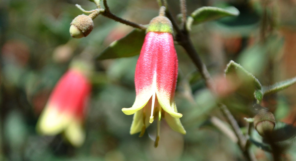 Bliss Garden & Giftware Plant of the Month Correa 'Canberra Bells'