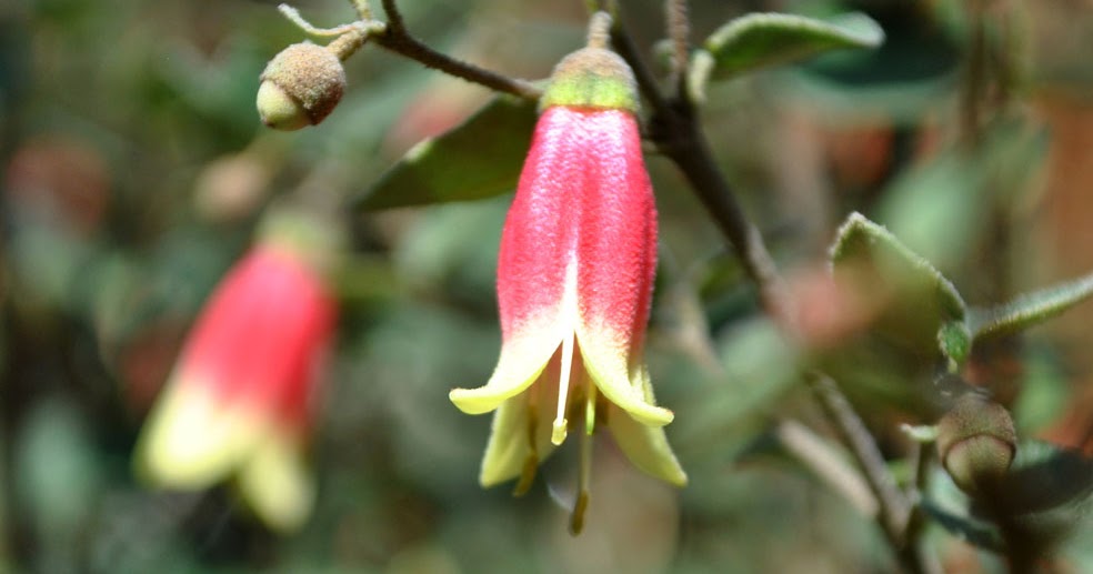 Bliss Garden & Giftware Plant of the Month Correa 'Canberra Bells'