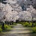 Cherry Trees and Walkway, Japan