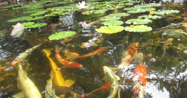 can-you-have-a-koi-pond-in-florida-3.jpg