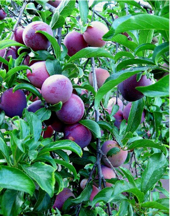 purple plum tree scientific name purple plum tree scientific name