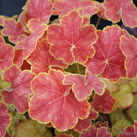 HEUCHERA TIRAMISU.