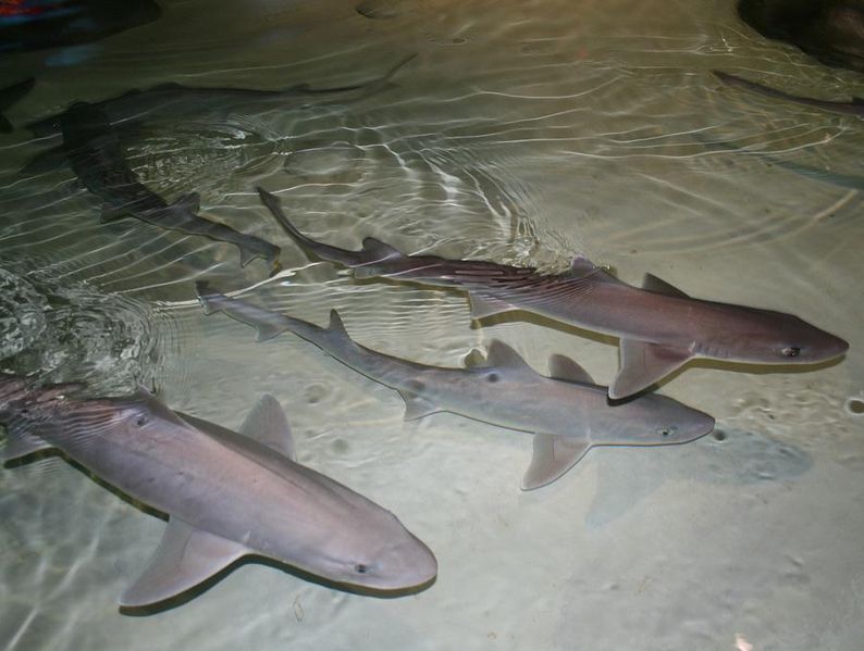 Dog Fish Images