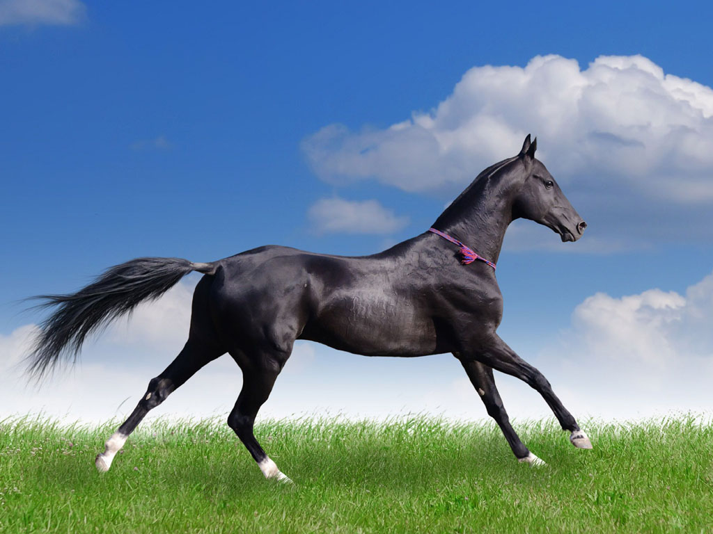 wallpaper: Animals Wallpapers Free