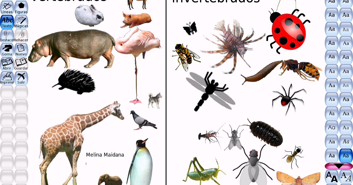Animales vertebrados e invertebrados: OBSERVA ALGUNOS