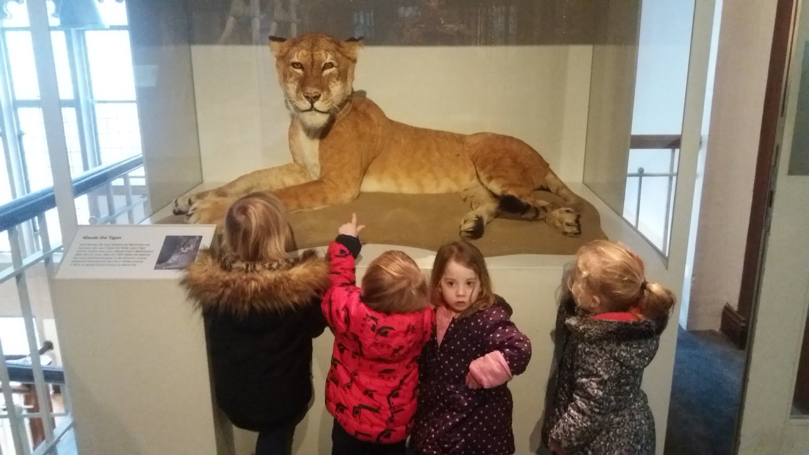learning what a Tigon is (cross between a Tiger & a Lion)