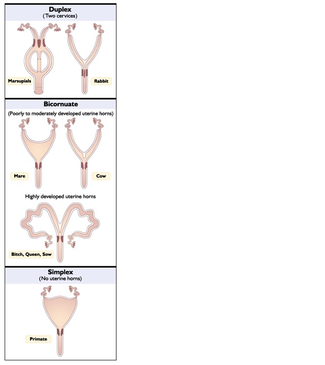 Merrily's Animal Science Journal: Female Anatomy