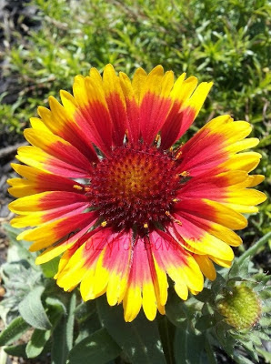 wm Gaillardia 'Arizona Sun'  