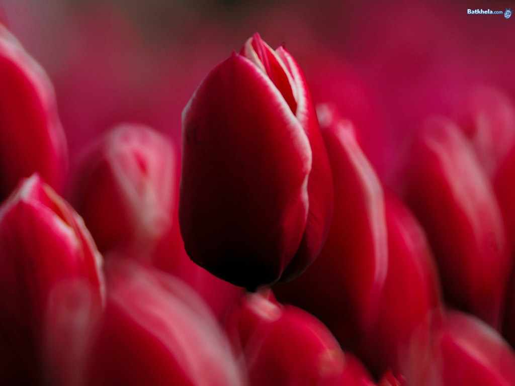 Flower Photos: Red Tulips