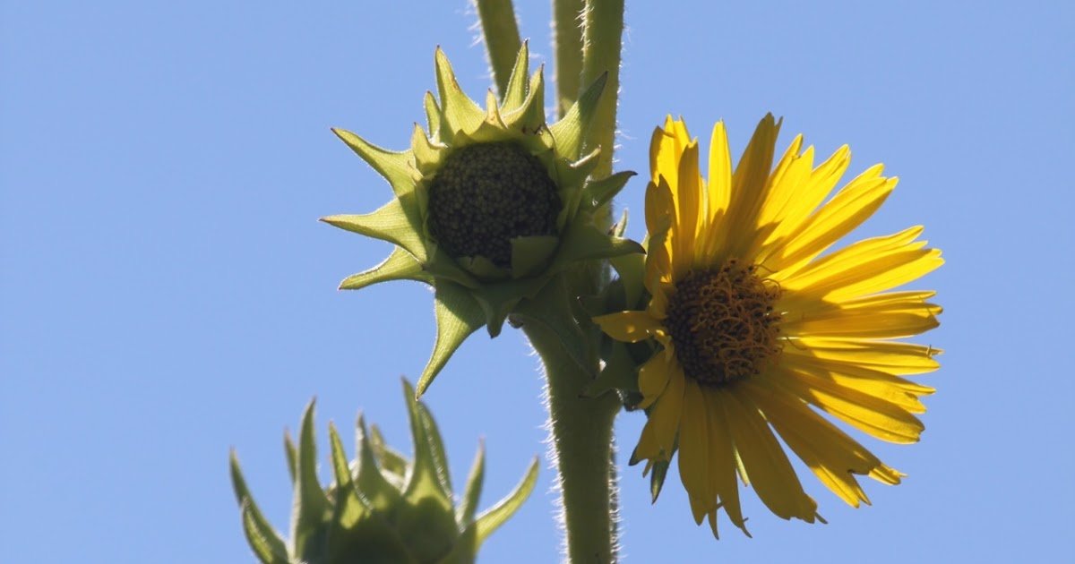 Kalamazoo Seasons Compass Plant
