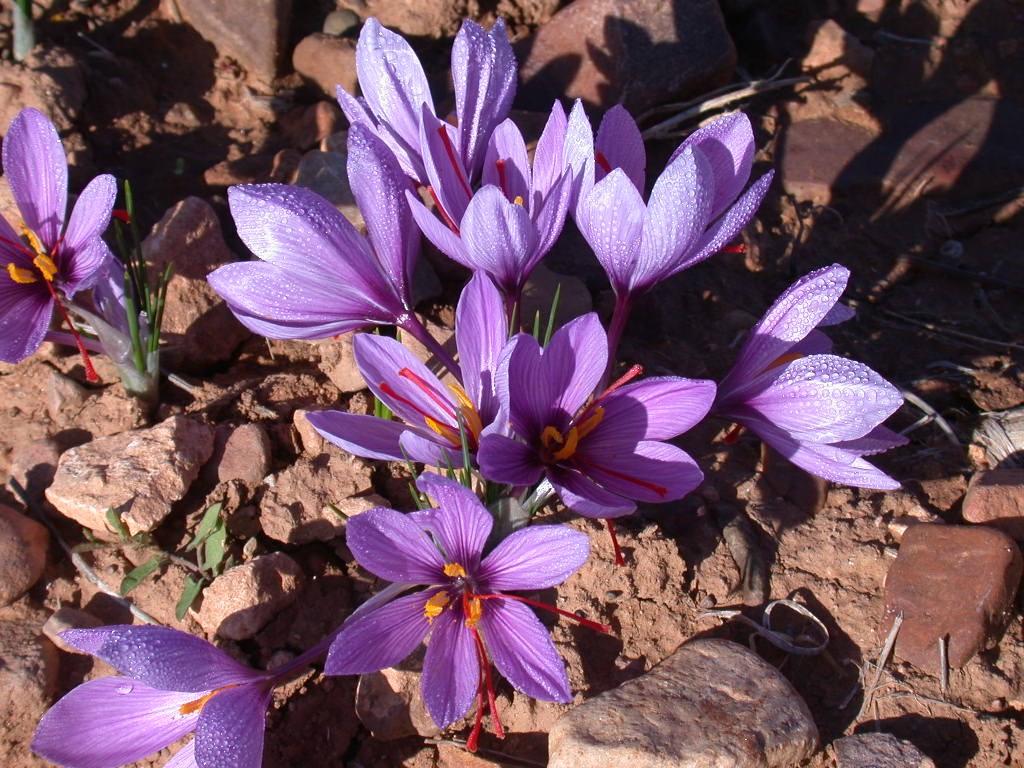 Saffron Plant