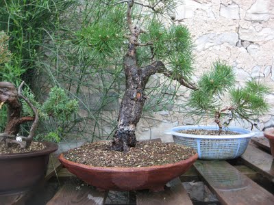 BONSAI arte y filosofía: Macetas construidas para sus arboles