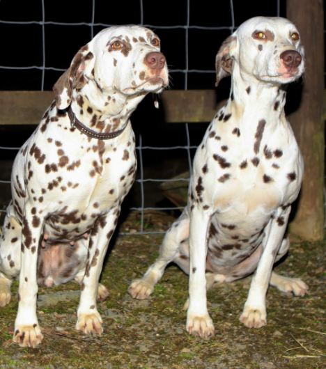 pedigree dalmatian
