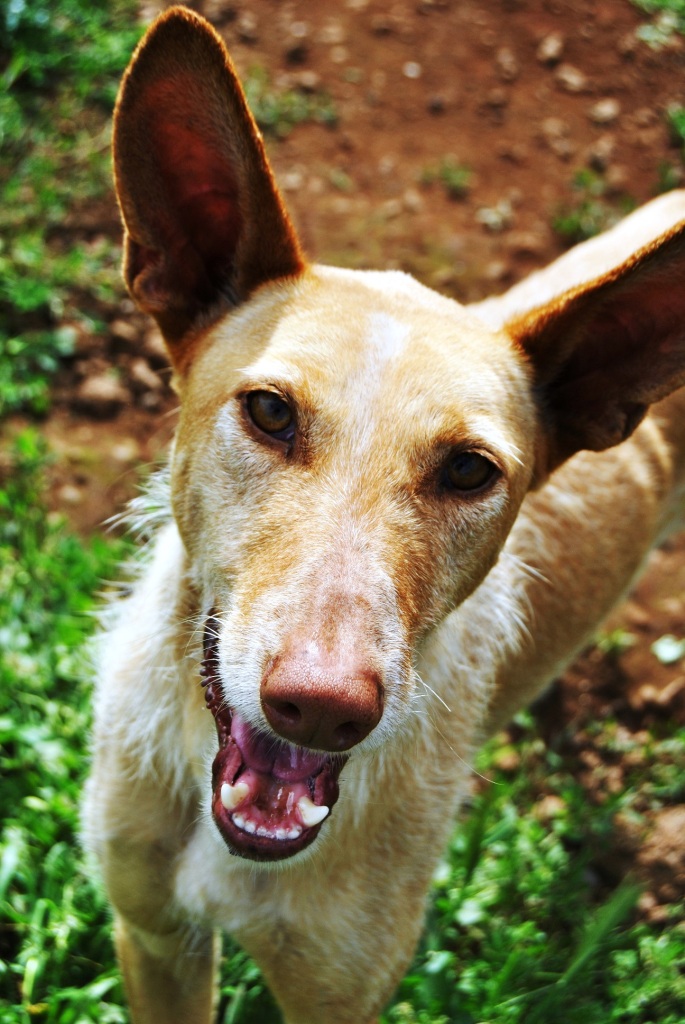 Lebensretter für Hunde aus Tötungsstation gesucht! Auf Pflegeplatz