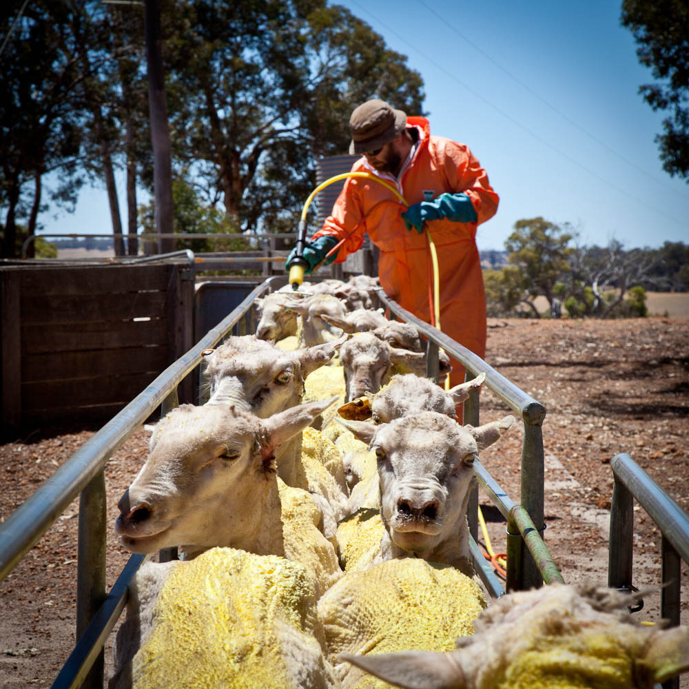 Albums 105+ Pictures Pictures Of Lice On Cattle Stunning 10/2023