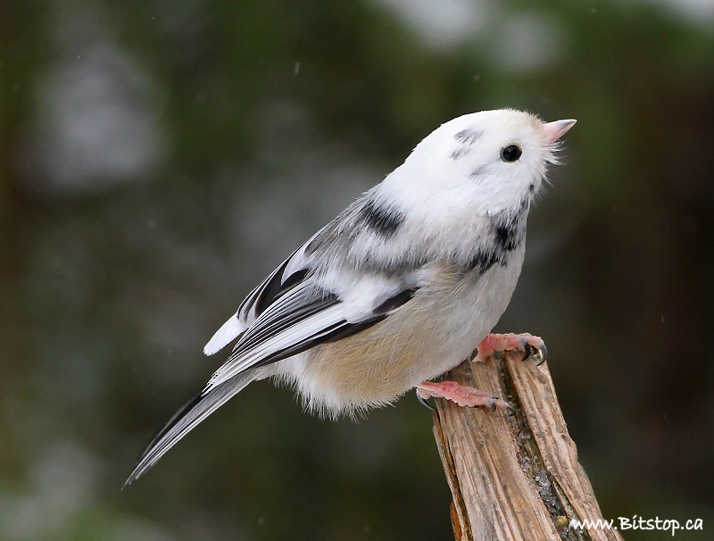 bitstop different birds bitstop different birds