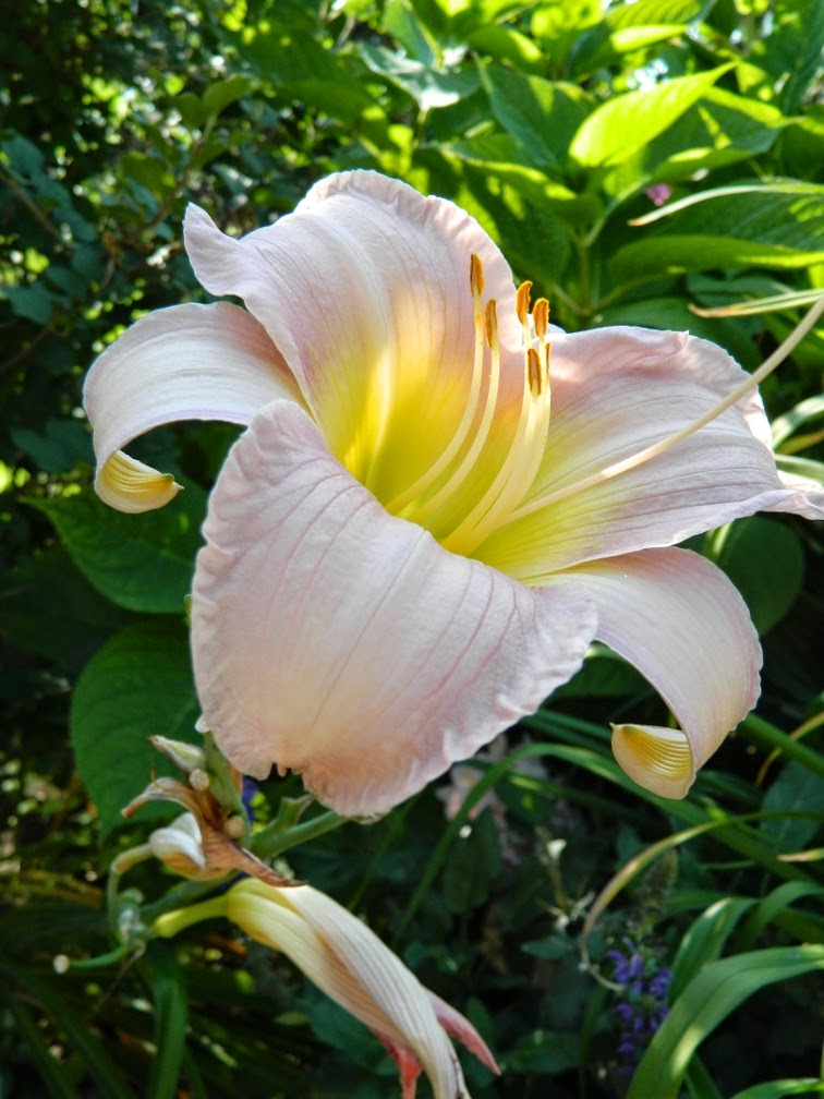 Catherine Woodbury Hemerocallis daylily by garden muses-not another Toronto gardening blog Catherine Woodbury Hemerocallis daylily by garden muses-not another Toronto gardening blog