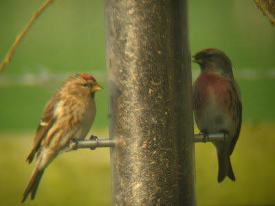 Garden Birds on Welcome To North Lancs Ringing Group  Changes In Garden Birds