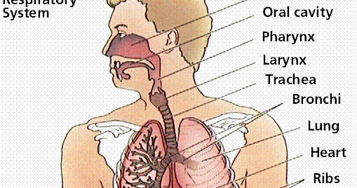 karime: 22.- RESPIRATORY SYSTEM