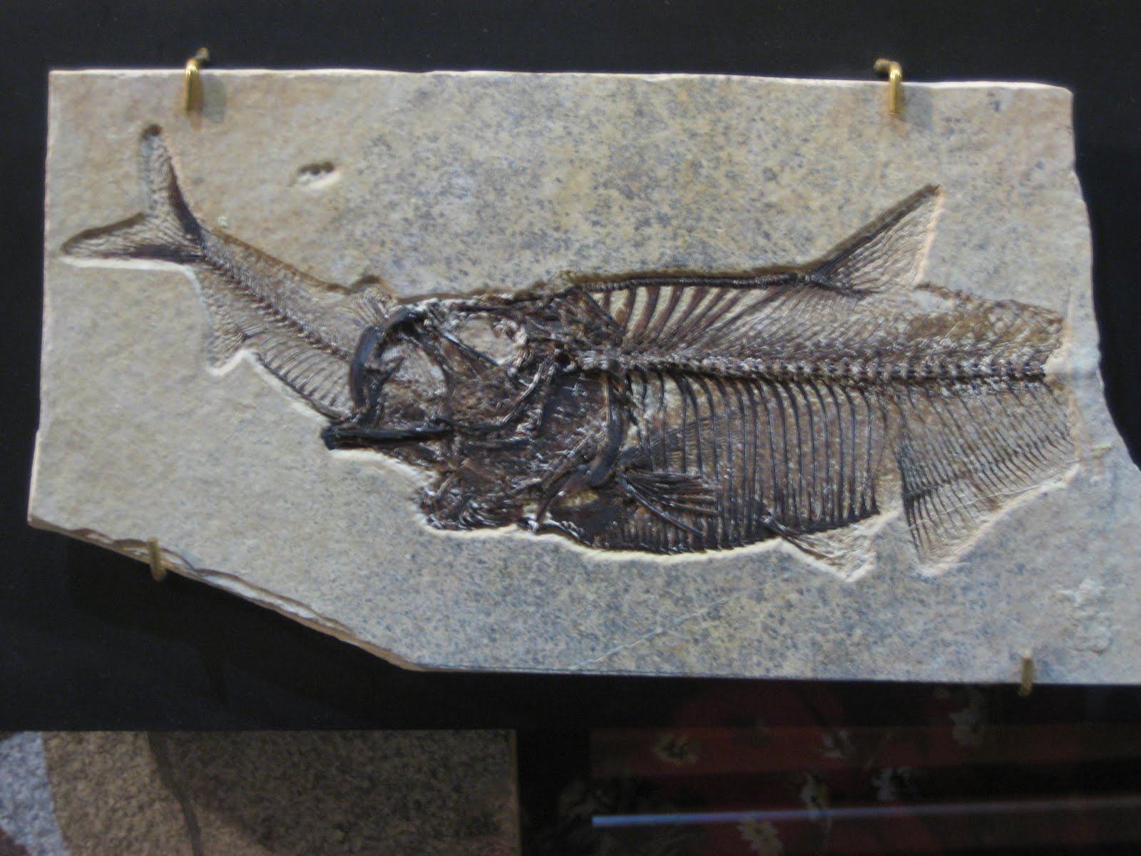 Brookfield7 'Understanding Fossil Evidence' Tuesday, Feb. 14, 2012