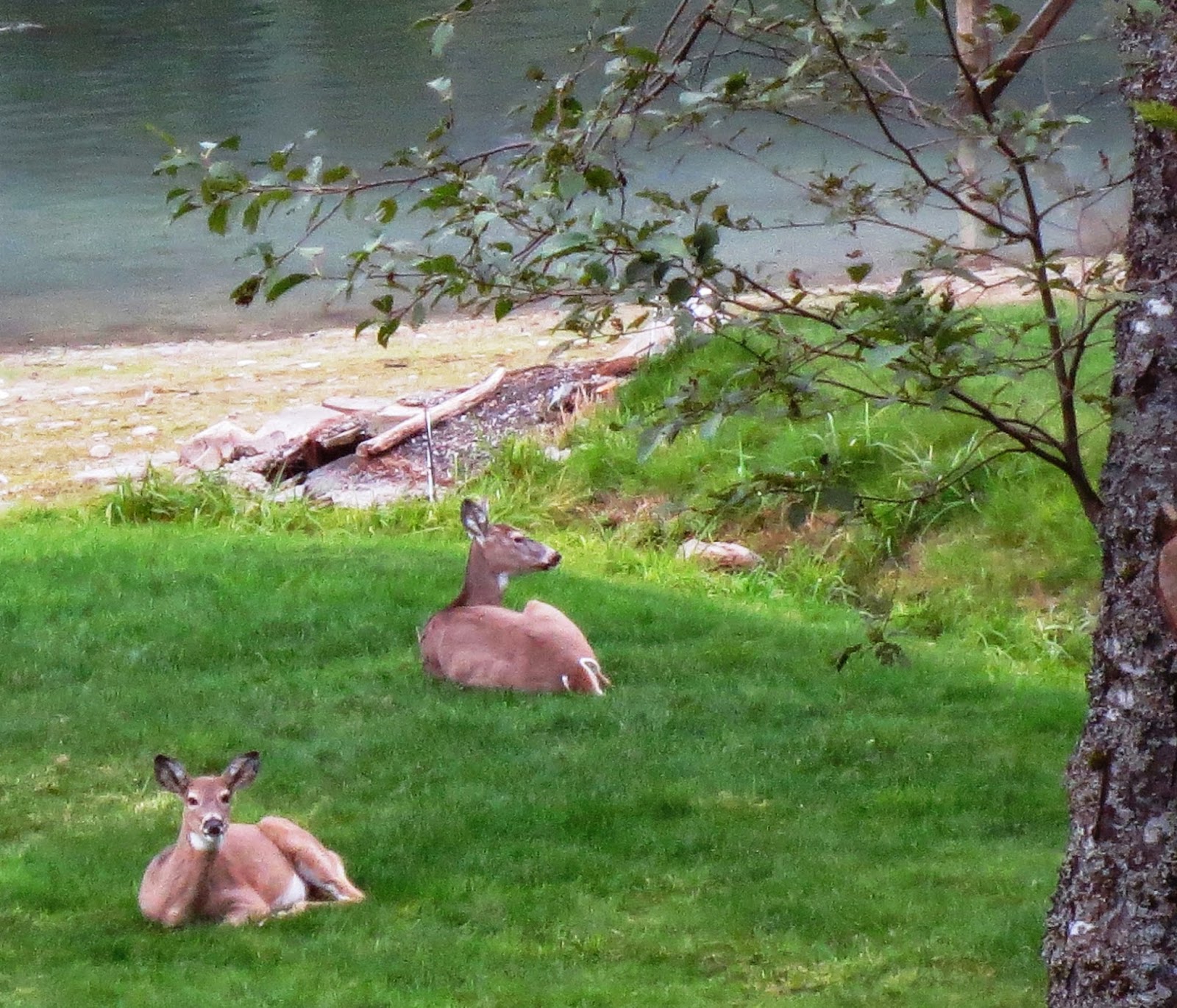 Deer Relaxing in the Yard - 10/2014 Idaho Fly Fishers Blog