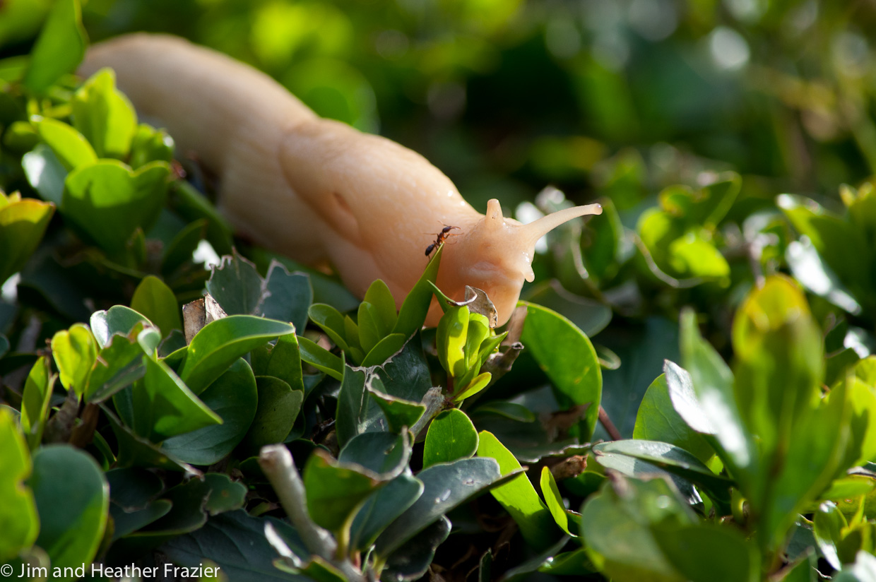 Aspen Leaves to Acacia Trees Ants and Slugs