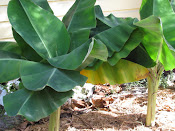 banana trees love to eat