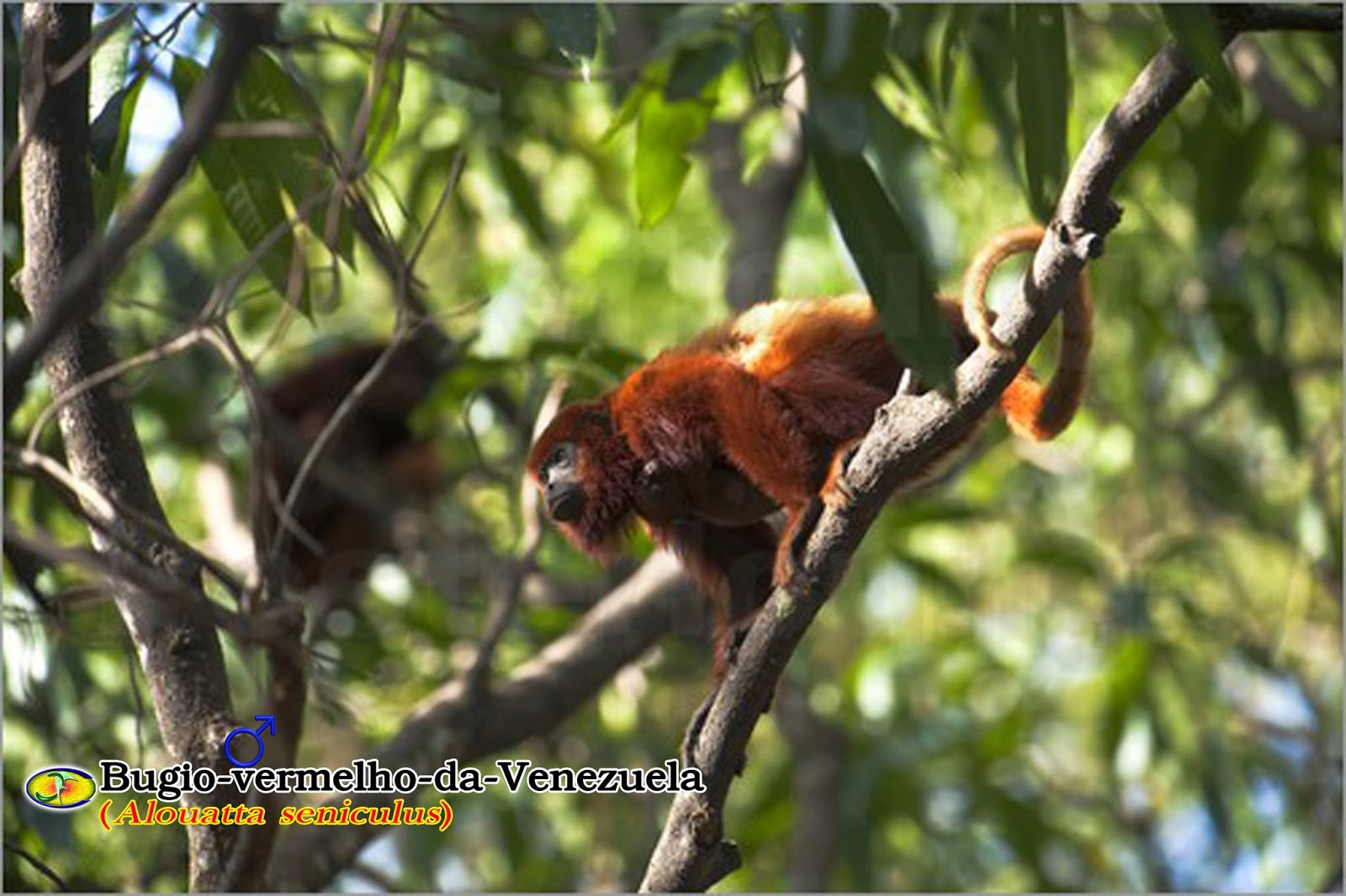 Zoologia Bugiovermelhodavenezuela (Alouatta seniculus)