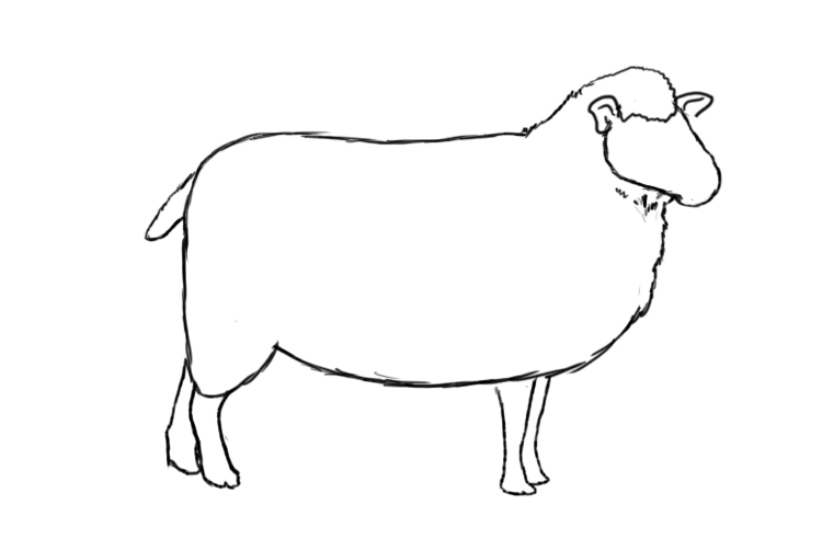 How To Draw A Sheep Draw Central