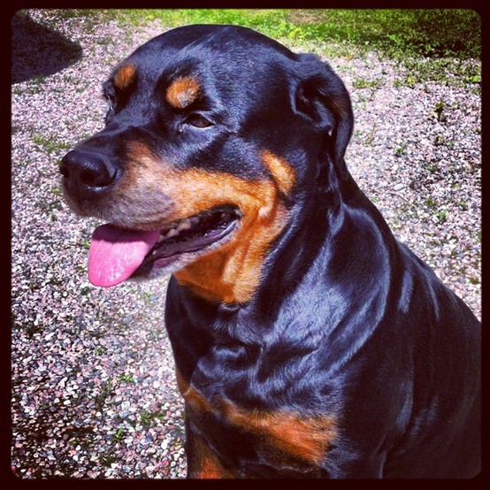 Sweet Rottweiler