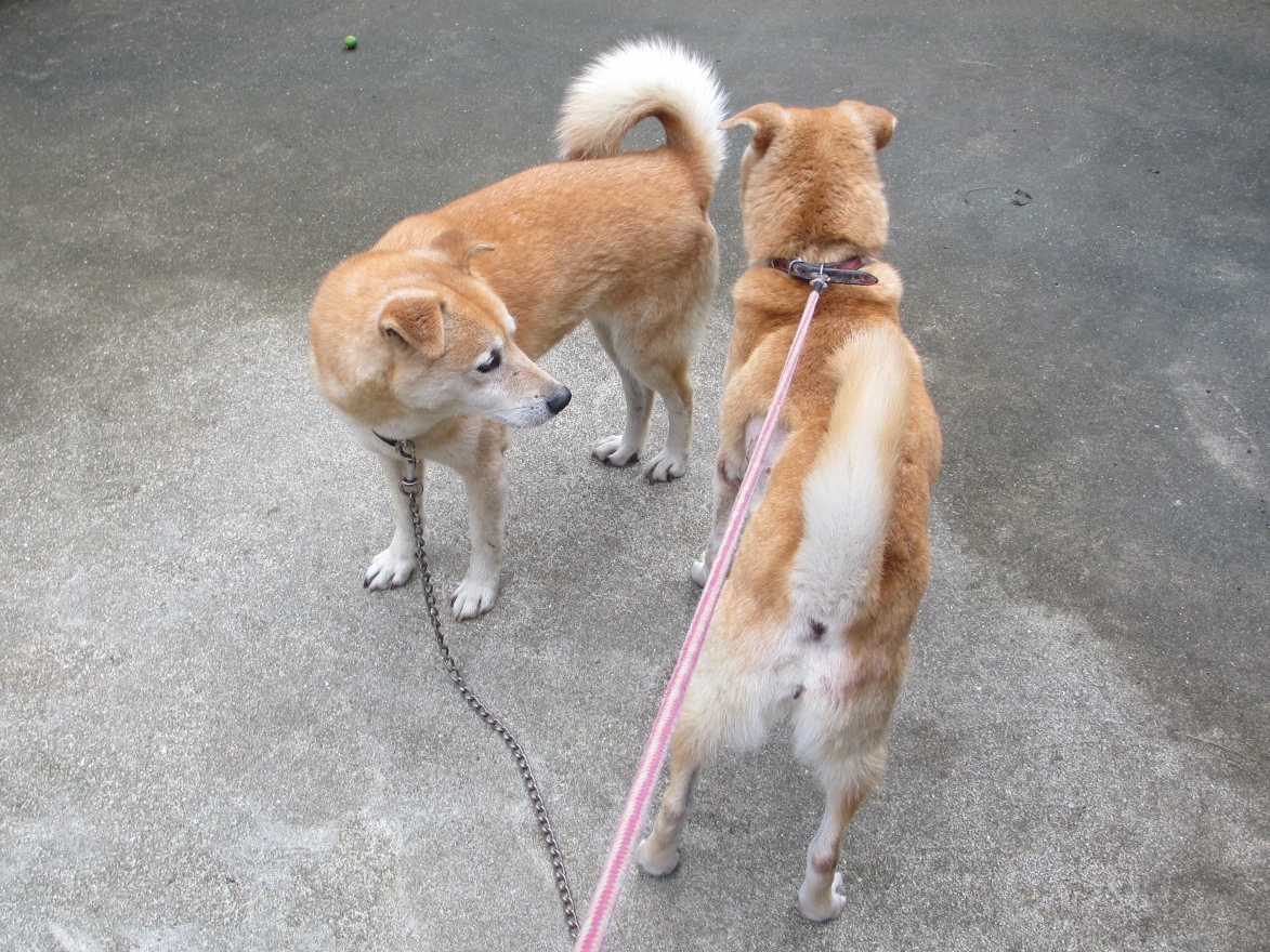 果樹オーナー日記 犬の挨拶