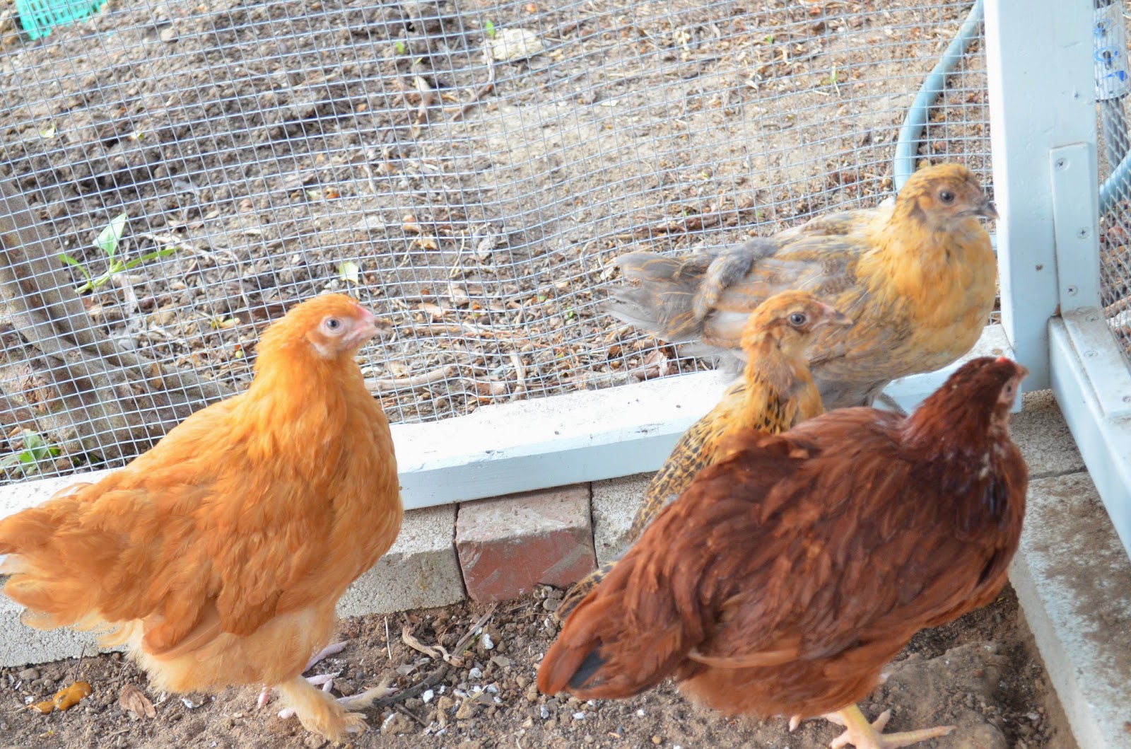 Entertaining From an Ethnic Indian Kitchen Chicken coop