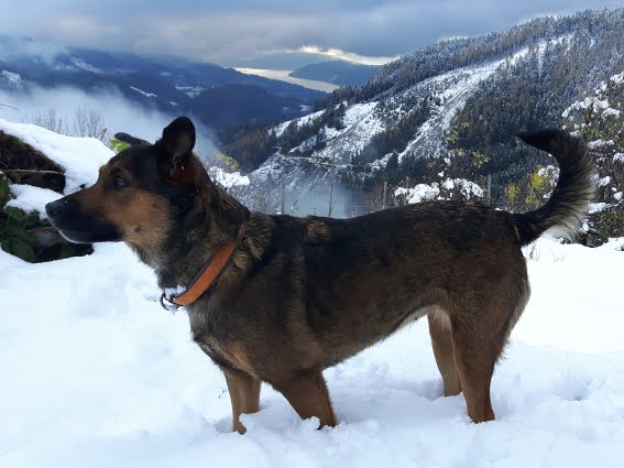 Der Schnee? Auch Ellys Element