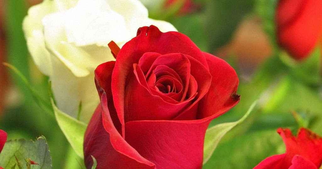 wallpaper Red Gulab Wallpaper