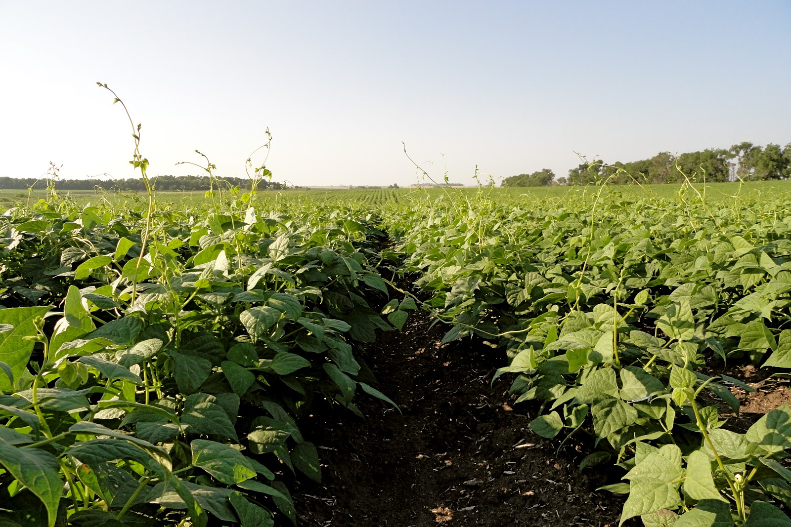 Pinto Beans Dry, but not Desperate Farmer Bloggers